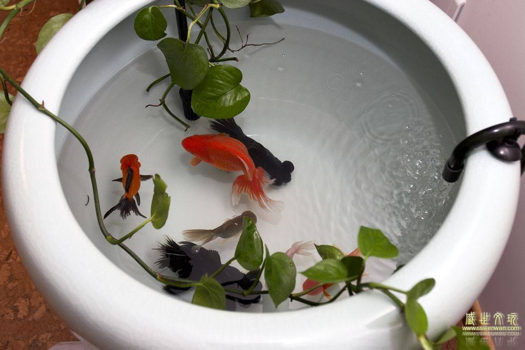 金鱼怎么养才不易生病,怎样饲养金鱼快速增体