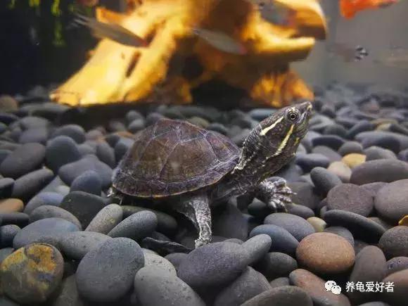 难养的龟,龟难养吗