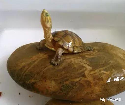 难养的龟,龟难养吗