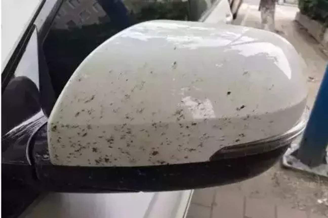 车头上的死虫用什么能够去除,车身上的飞虫尸体怎么清除