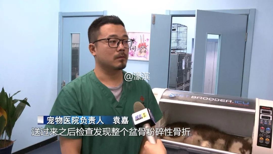 宠物坠楼事故,小狗坠楼抢救