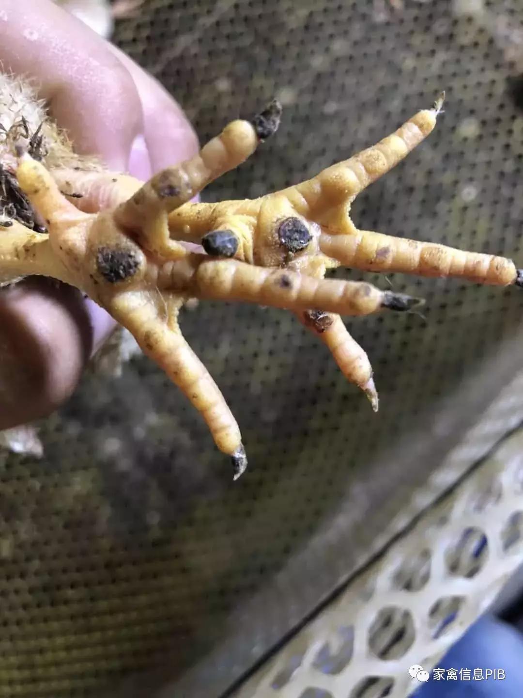 造成瘫鸡的原因有哪些，该如何防控？