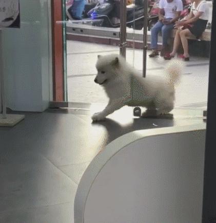 萨摩耶：啥也阻挡不了我对空调的爱！网友：为了蹭空调，费老劲了