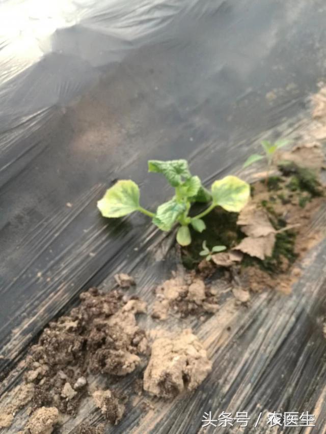 改善土壤板结专用药,专治土壤板结硬化酸化重茬