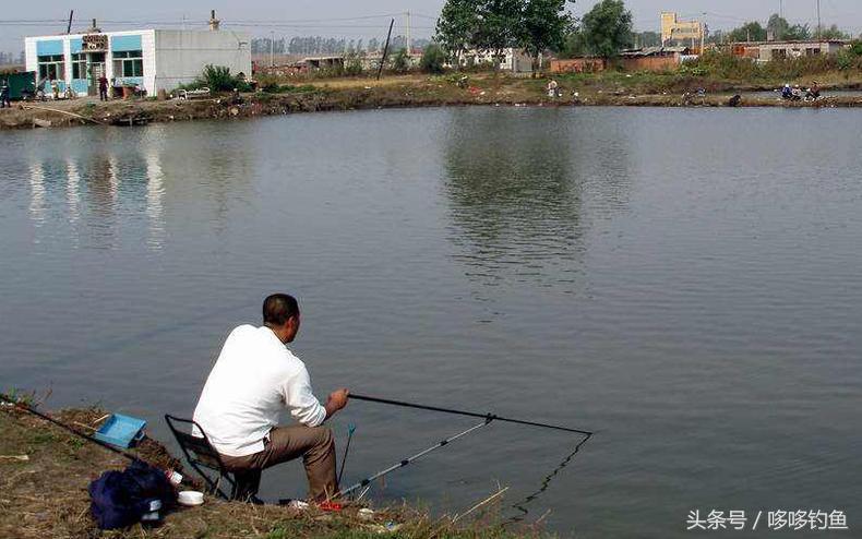 大蒜钓鱼真实效果,大蒜钓鱼真的有效果吗