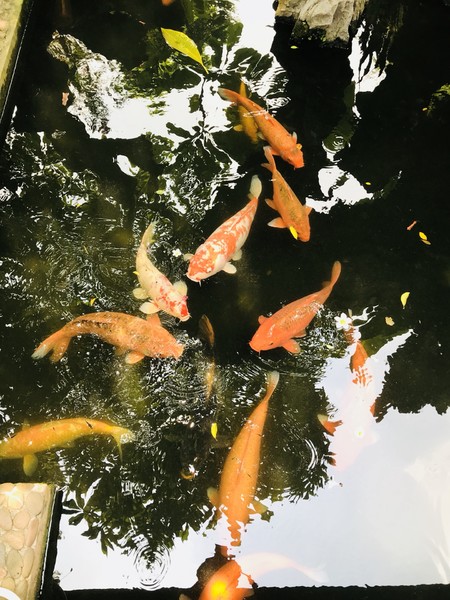 八月，岭南一人行广州-顺德-深圳
