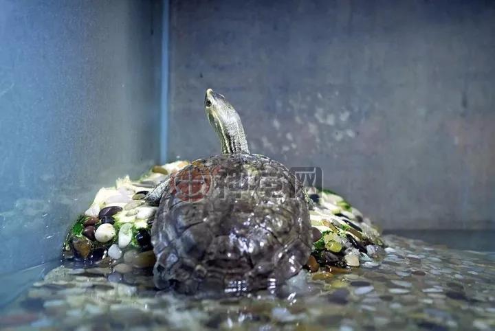 怎么给龟喂龟粮,能够只给龟苗喂龟粮吗