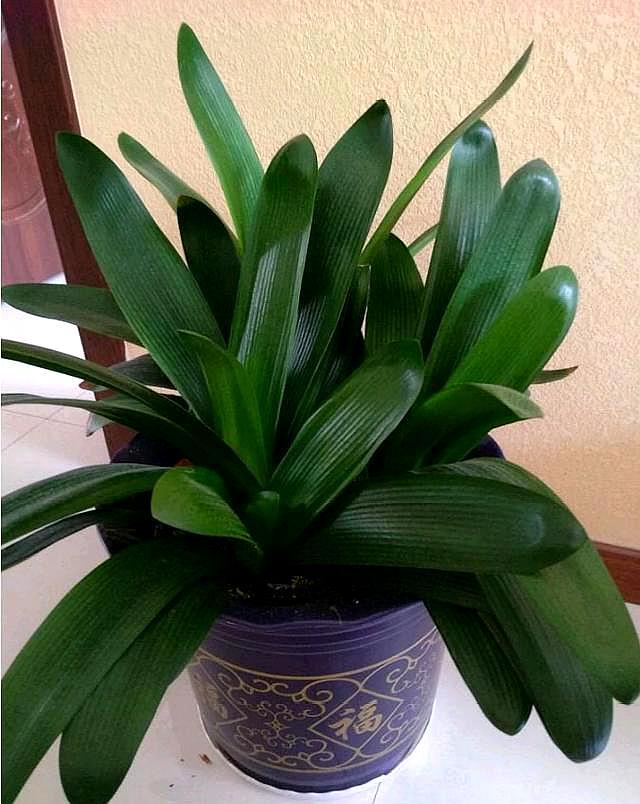 君子兰周围长出小君子兰怎么办,刚买回来的君子兰如何正确处理