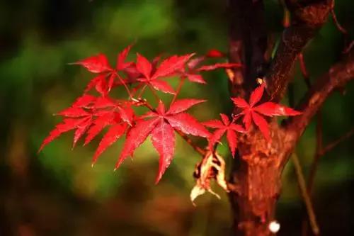 秋凉已到红枫谷,秋入香山