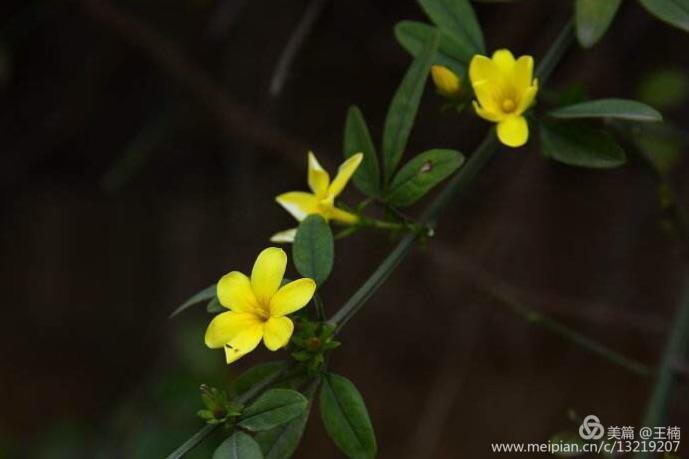 易经中木命人性格,易经五格大吉