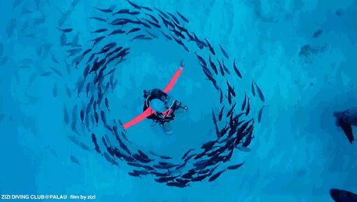 帕劳海底图片大全,帕劳海底世界旅游