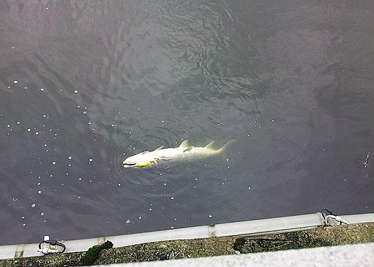 此鱼游泳迅速，行动敏捷，被广大钓友称为“水老虎”