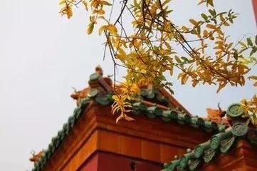 清宫医案里的养生经,中药养生十大经典名方医案