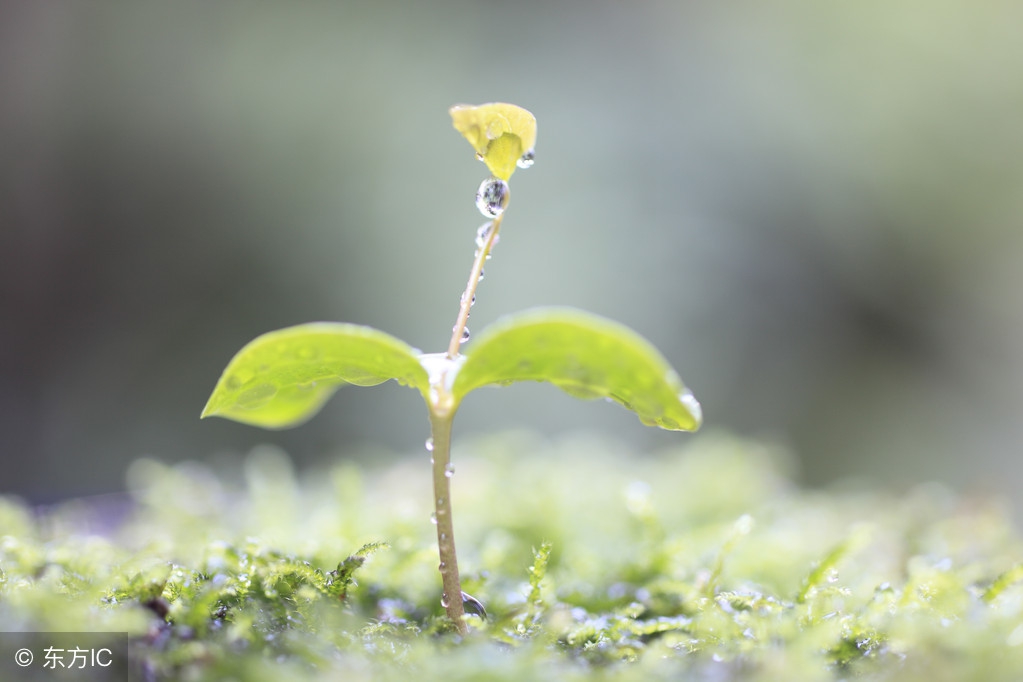 百家号企鹅号头条号哪个更好,企鹅号和百家大鱼哪个好