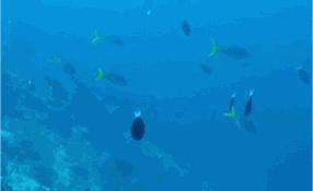潜水安全防护知识,潜水安全知识