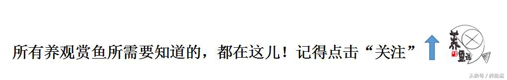 农村大缸怎么开缸养鱼,养鱼新手入门都需要注意什么