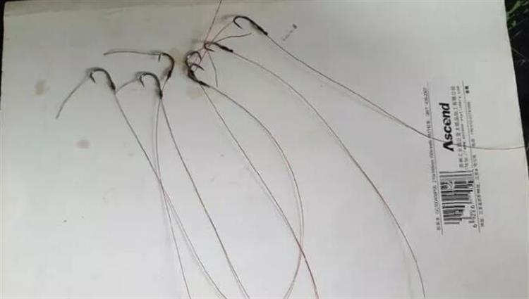 钓鱼人必学最细致的绑钩方法,钓鱼新手必学的绑钩方法