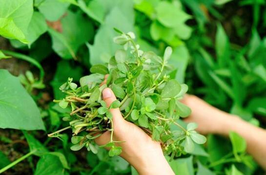 小小1颗野草，竟是湿气的“杀手”，每天拌着吃，老湿气一去不返