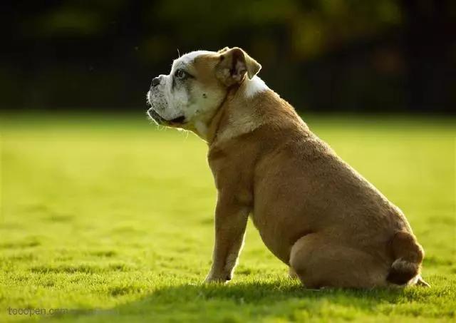 全球十大猛犬排名,全球十大真实猛犬排行榜