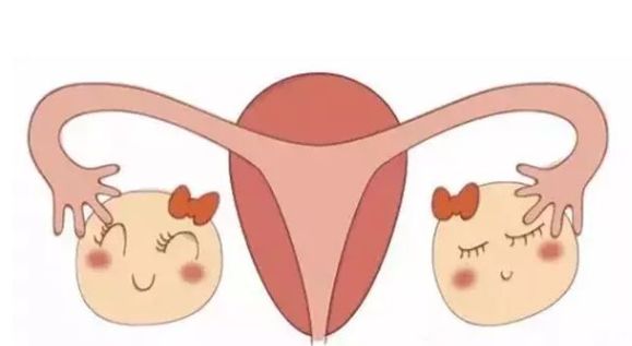 怀孕期间卵巢有没有继续排卵,孕期卵巢还会排卵吗