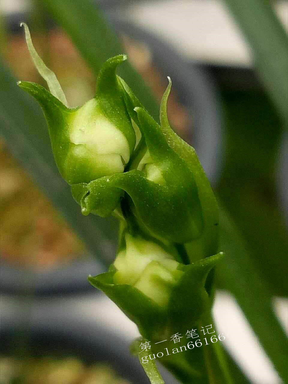 469：清幽致远的送春让我不能忘怀