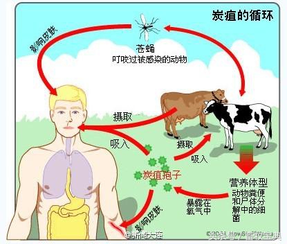 养牛笔记干货分享,养牛日记从头开始