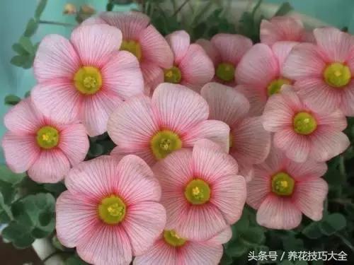 10月份哪些花能够翻盆,秋季换盆的花有哪些