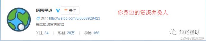 怎么驯服兔子让兔子变乖,兔子突然变乖是什么原因