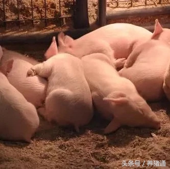 这5个因素常常引起猪腹泻，分别能够这样预防和治疗，效果很明！