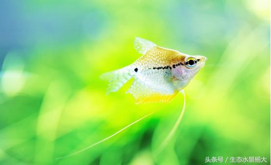 常见小型观赏鱼种类介绍,群游性极好的小型观赏鱼