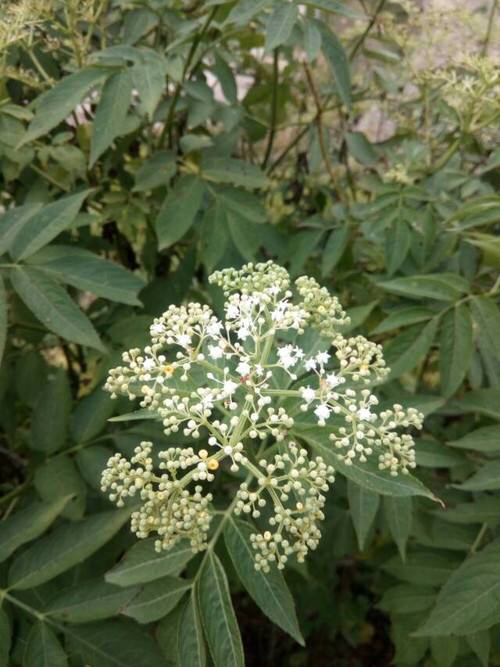 中药蒴藋图片,中药材蒴藋细叶