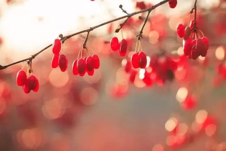 又见重阳原唱完全版,又见重阳歌曲完全版