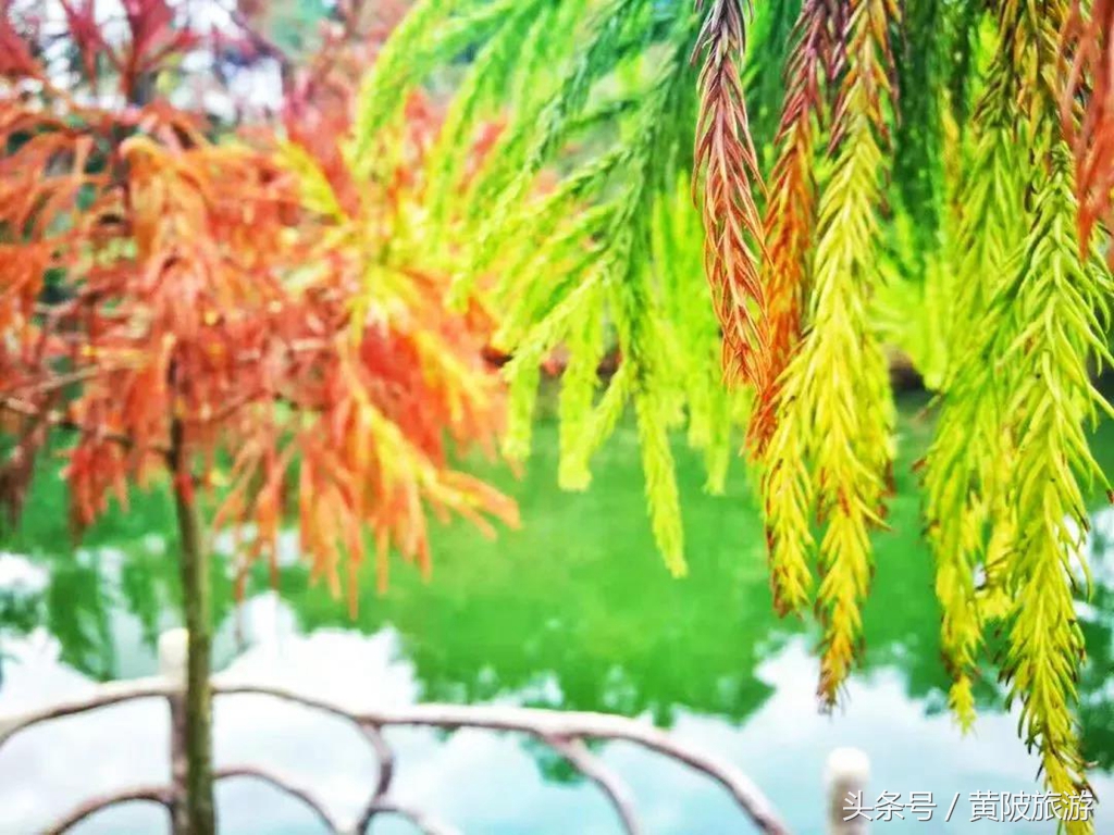 秋色正当时,实时秋色美景