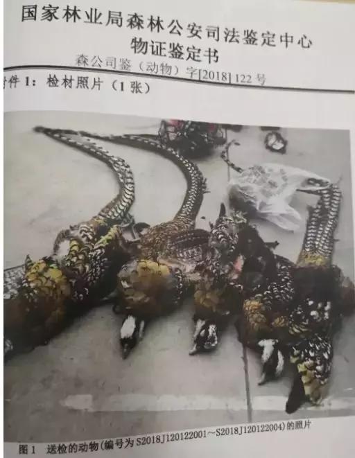 青海二级保护动物发抖音,抖音上有人发国家二级保护动物