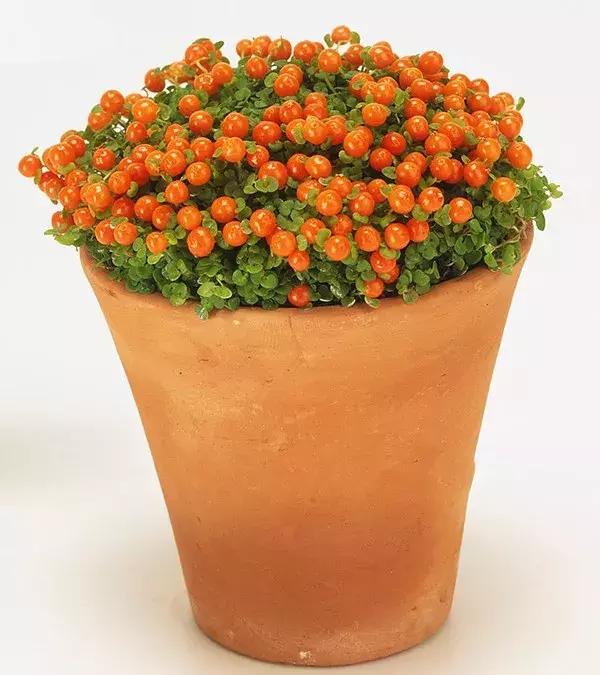 合适冬季观赏的植物,临近冬日常见的花卉植物