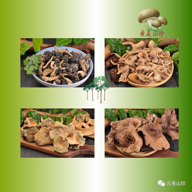 四季山珍专营云南野生菌,云南山珍野菌一手货源