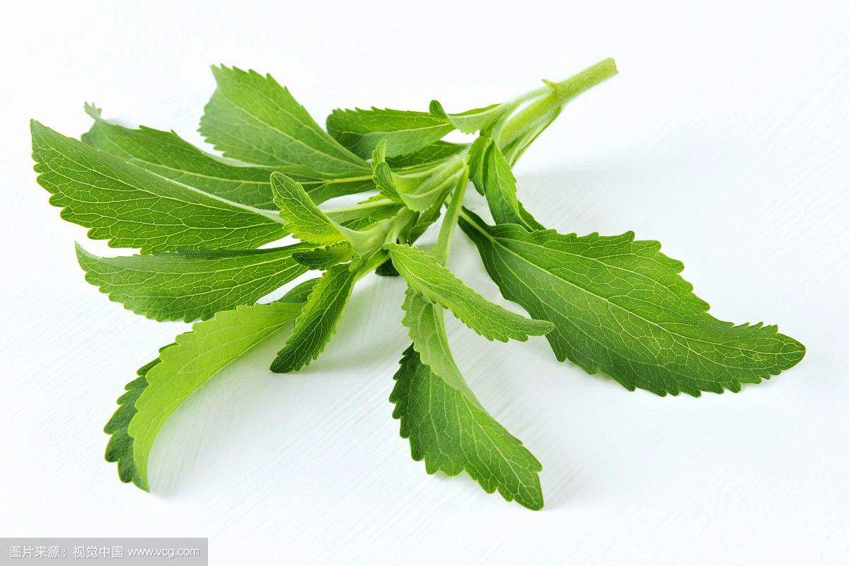 中药材甜叶菊最新价格现在是多少,中药材甜叶菊的功能