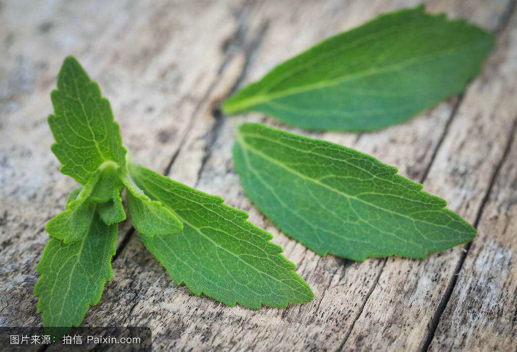 中药材甜叶菊最新价格现在是多少,中药材甜叶菊的功能