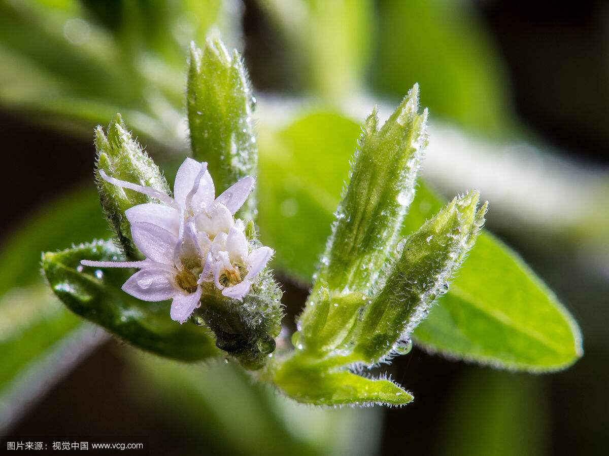 中药材甜叶菊最新价格现在是多少,中药材甜叶菊的功能