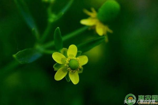 石龙芮功效与功能,石龙芮有什么药用价值