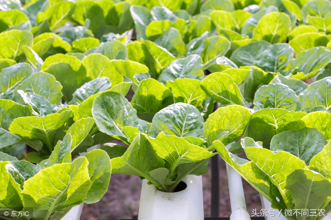蔬菜有机生态型无土栽培问答,有机生态无土栽培可行分析