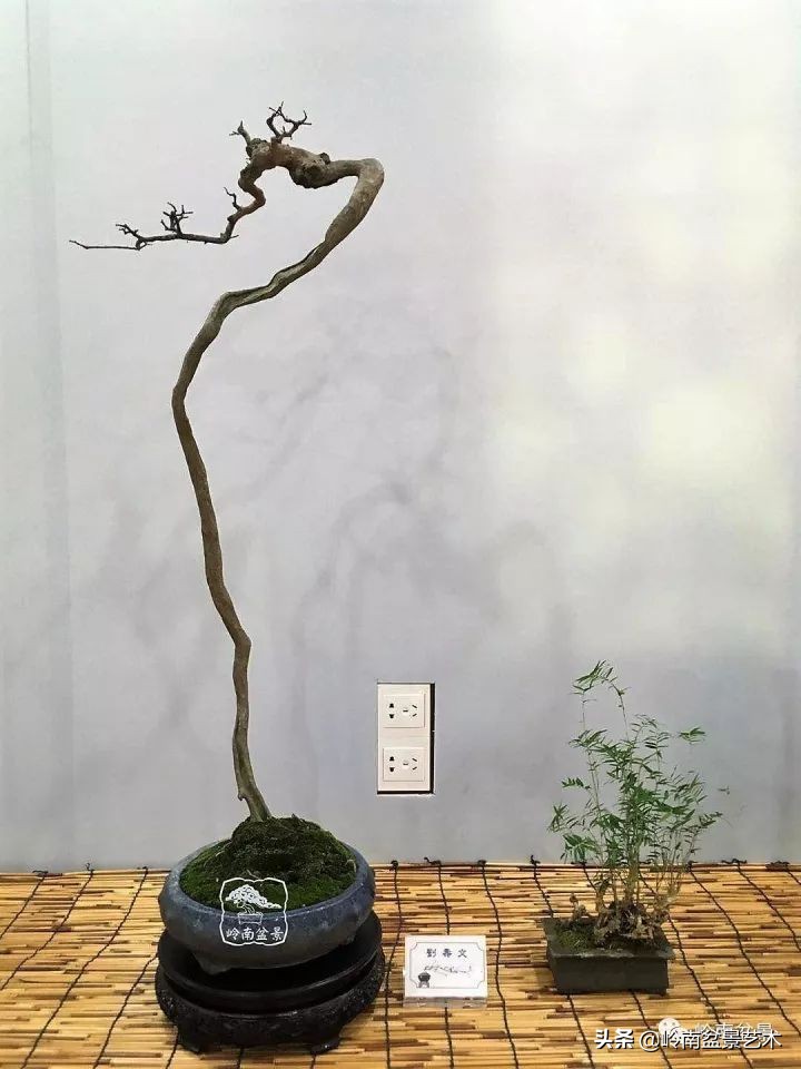 以根代杆下细上粗式盆景图片,十种合适吊着养的盆景
