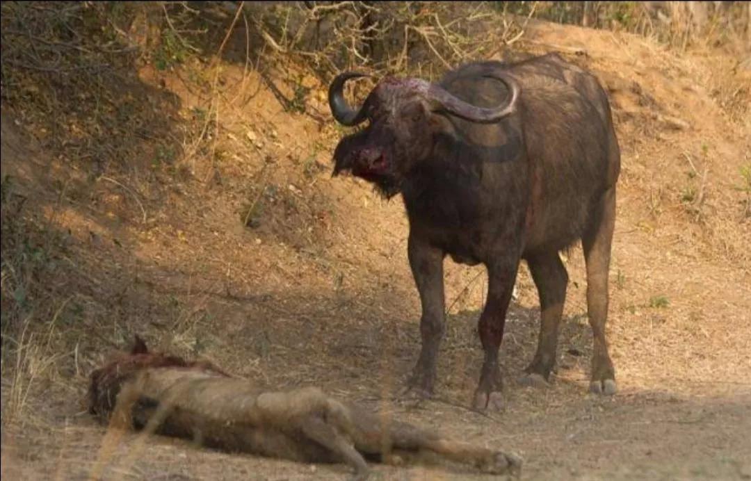 马赛马拉草原旅游攻略,马赛马拉草原上的草种类