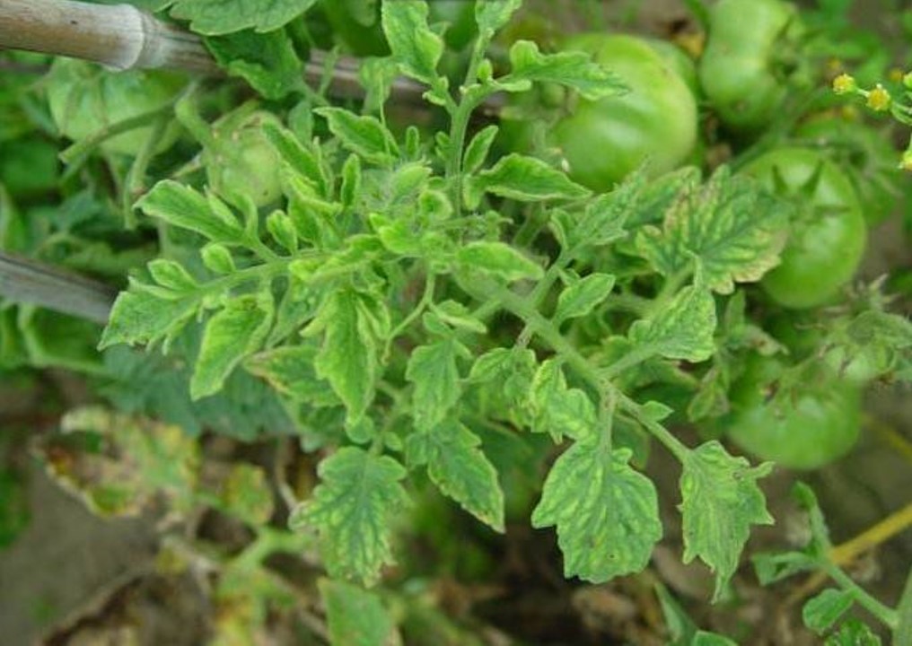 西红柿果实黄头的治疗方法,西红柿秧苗发黄如何挽救