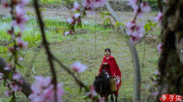 李子柒的鲜花视频,李子柒鲜花宴视频