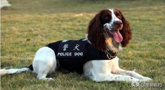 缉毒犬史宾格图片高清大图,十大合适当警犬的犬排名史宾格犬