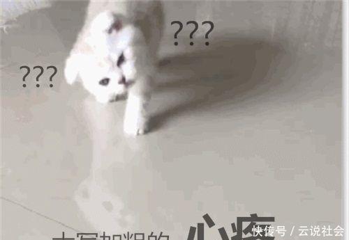 猫咪歪着脖子的原因,猫咪脖子有点歪怎么办