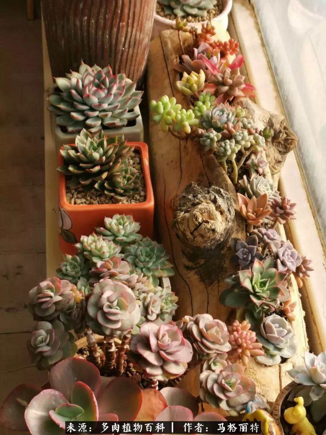 北方阳台多肉怎么过冬,北方阳台多肉