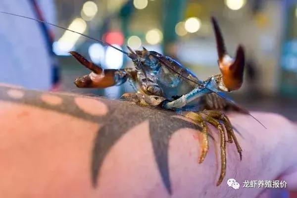小龙虾养殖前景和市场分析,小龙虾养殖前景及市场分析