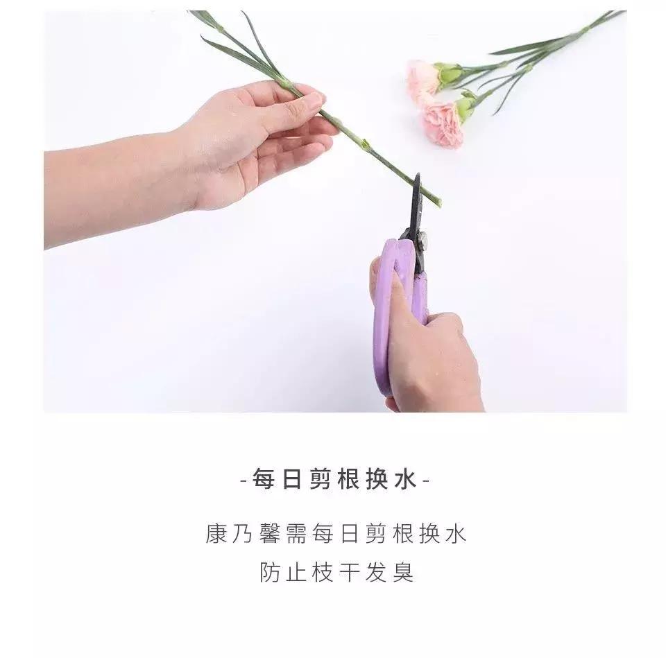 最美母亲节完全版,最美康乃馨母亲节